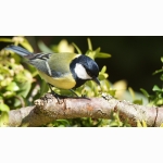 20220427 Kohlmeise 1 DSC07352.jpg